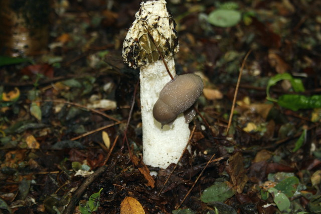 Gestroa (Limax) strobeli? - o Limax di testa blu?